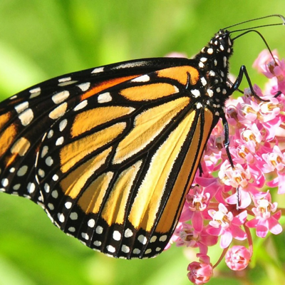 deniseg@stranger.social