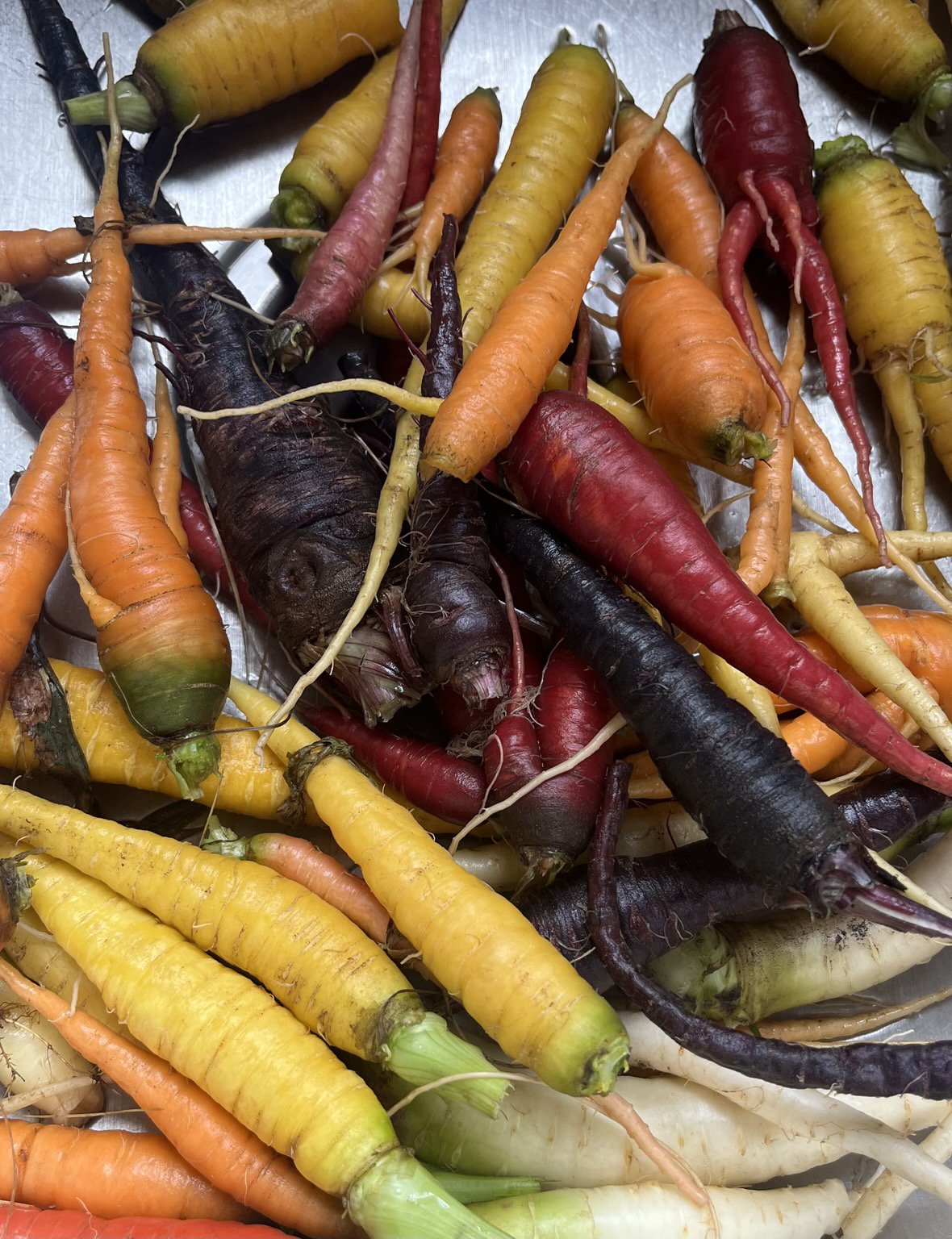 Freshly harvested carrots in red, orange, yellow, white, and purple colors